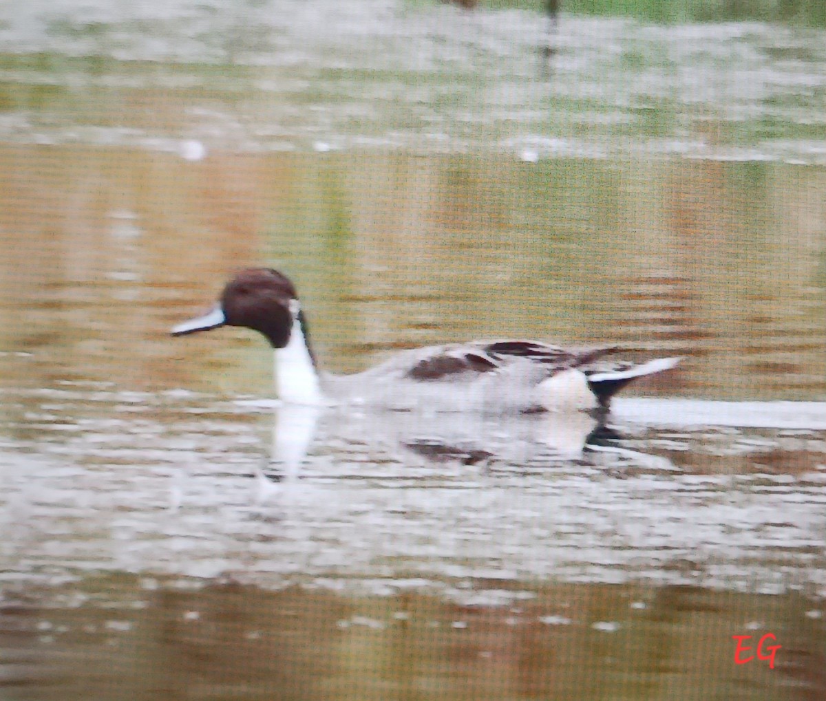 Northern Pintail - ML643522322