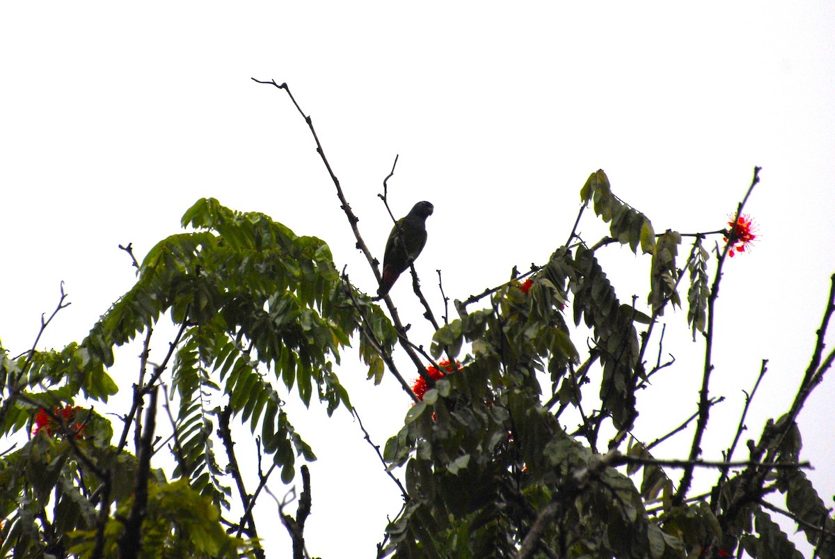 Amazona Frentirroja - ML643522323