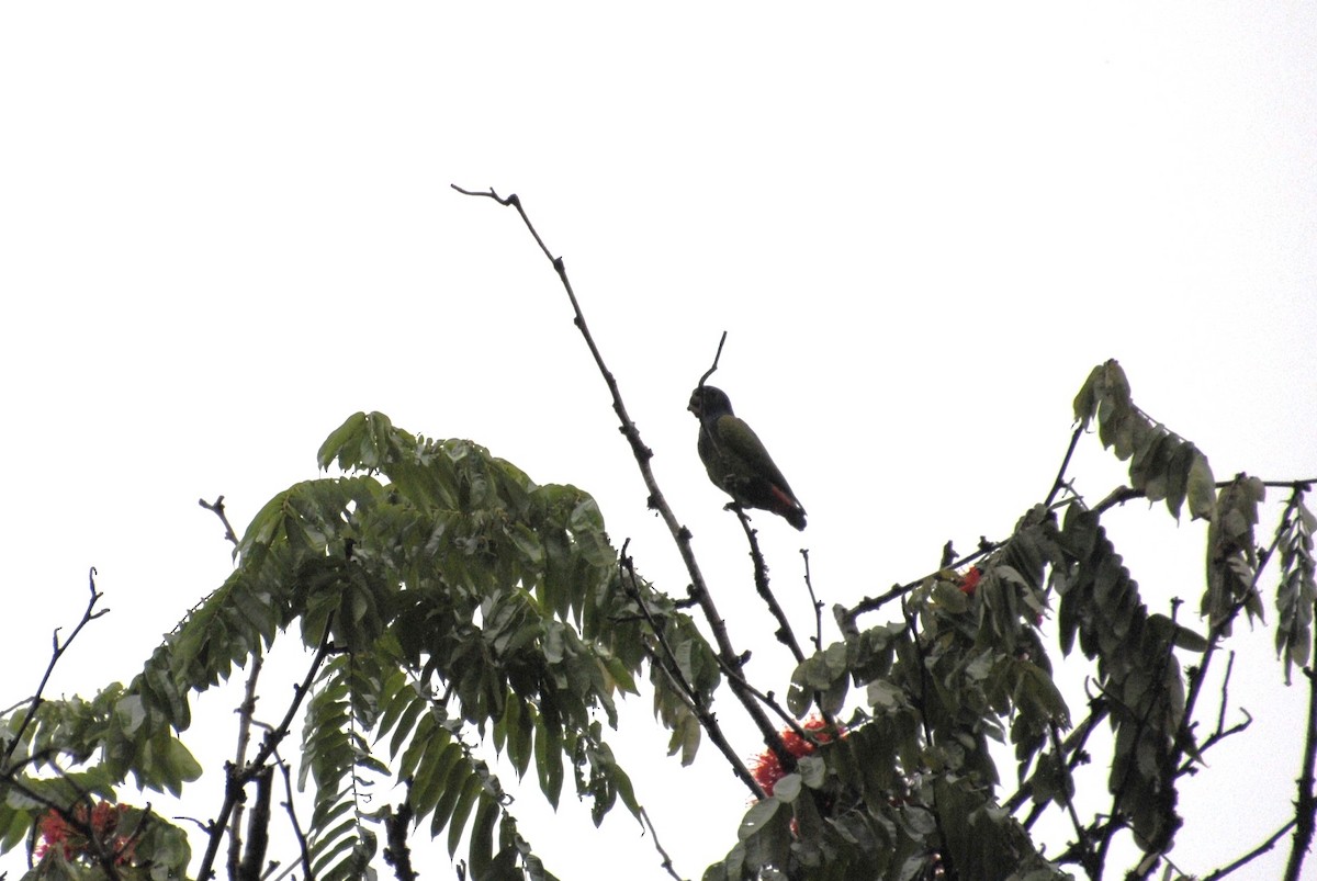 Amazona Frentirroja - ML643522324