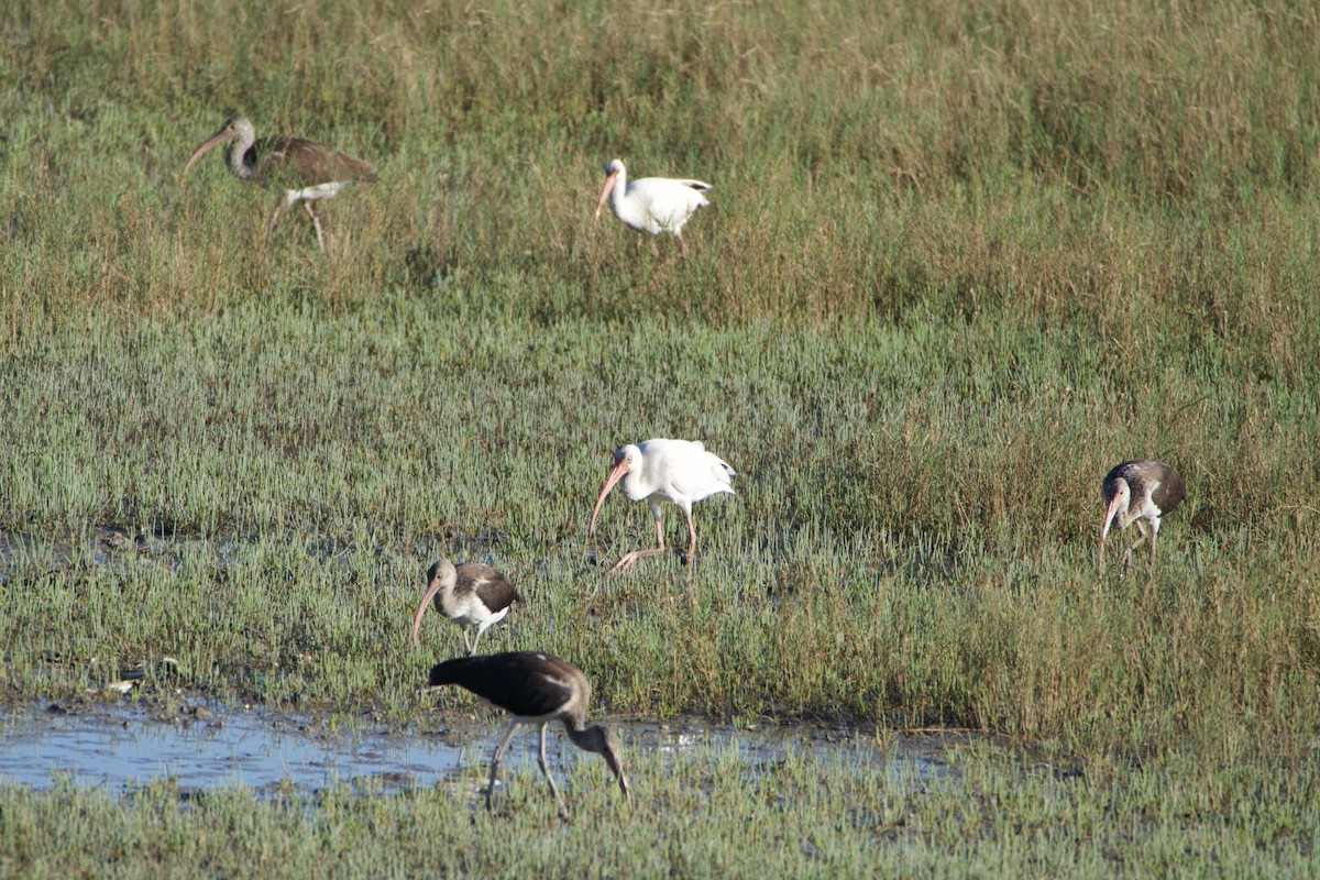 Ibis Blanco - ML643522333