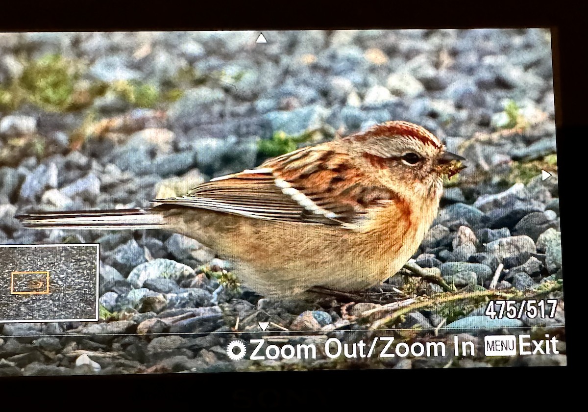 American Tree Sparrow - ML643522334