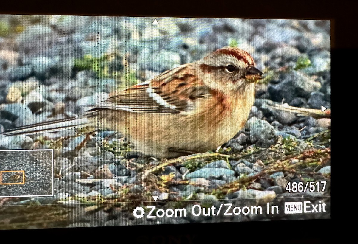 American Tree Sparrow - ML643522335