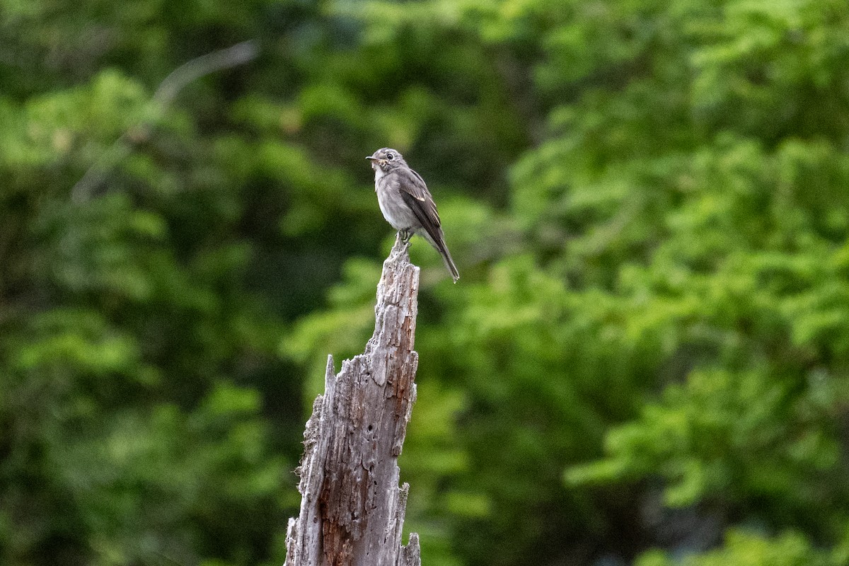Papamoscas Siberiano - ML643522339