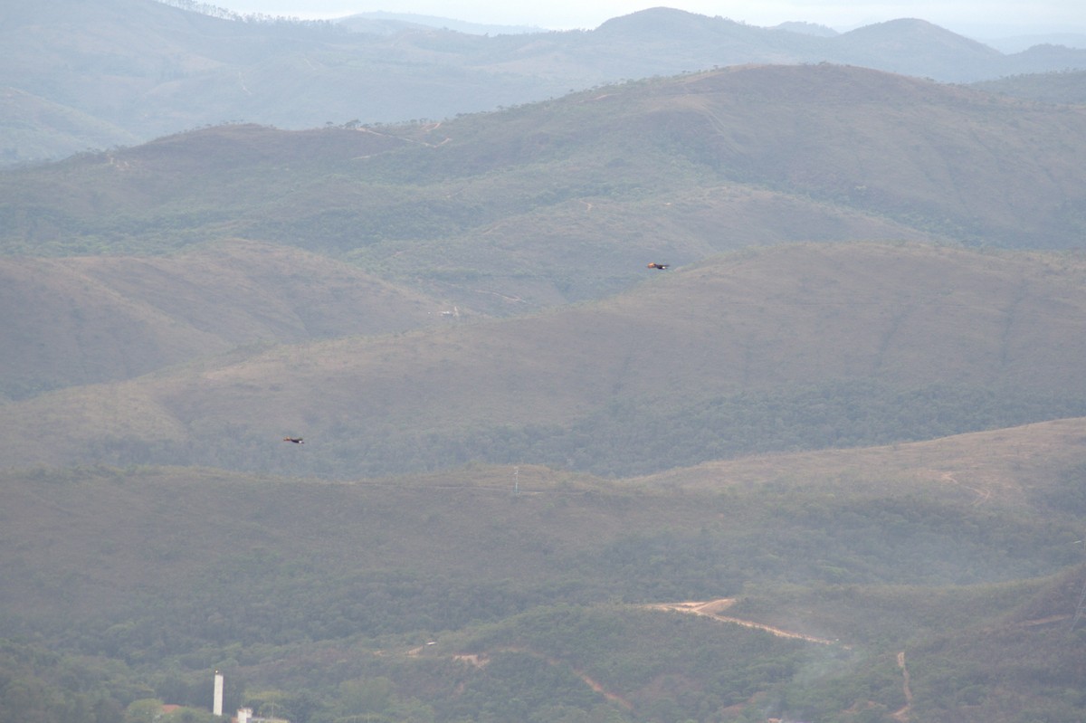 Tucán Toco - ML643522341