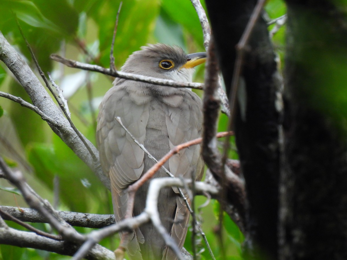 Cuclillo Piquigualdo - ML643522344