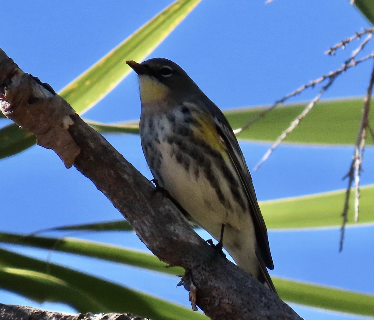 Kronenwaldsänger (Audubonwaldsänger) - ML643522352