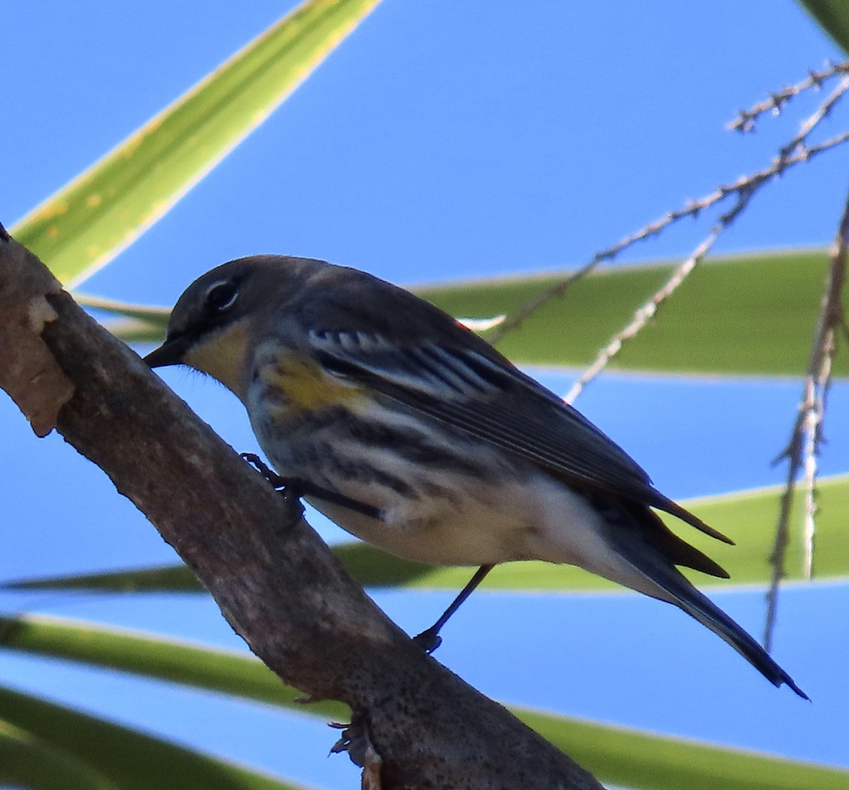 Kronenwaldsänger (Audubonwaldsänger) - ML643522353