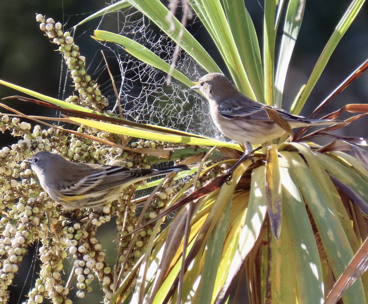 Kronenwaldsänger (Audubonwaldsänger) - ML643522354