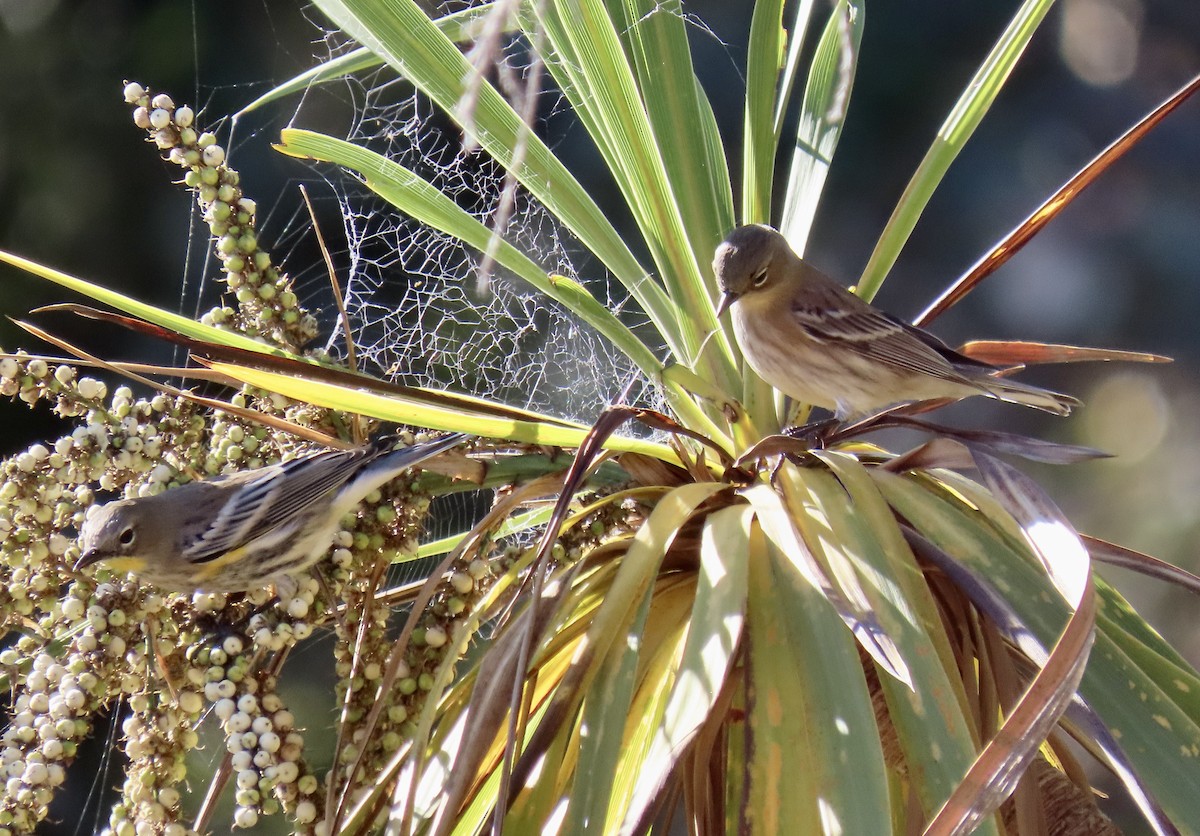 Kronenwaldsänger (Audubonwaldsänger) - ML643522357