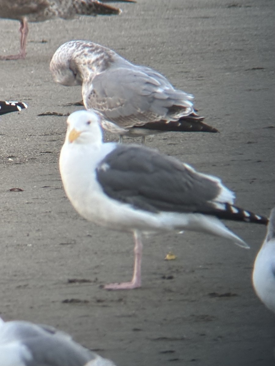 Gaviota Occidental - ML643522358