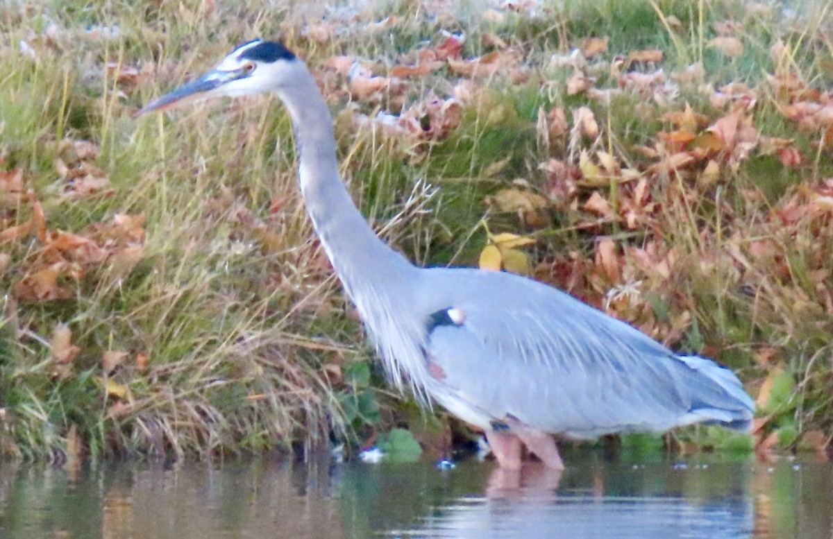 Great Blue Heron - ML643522364