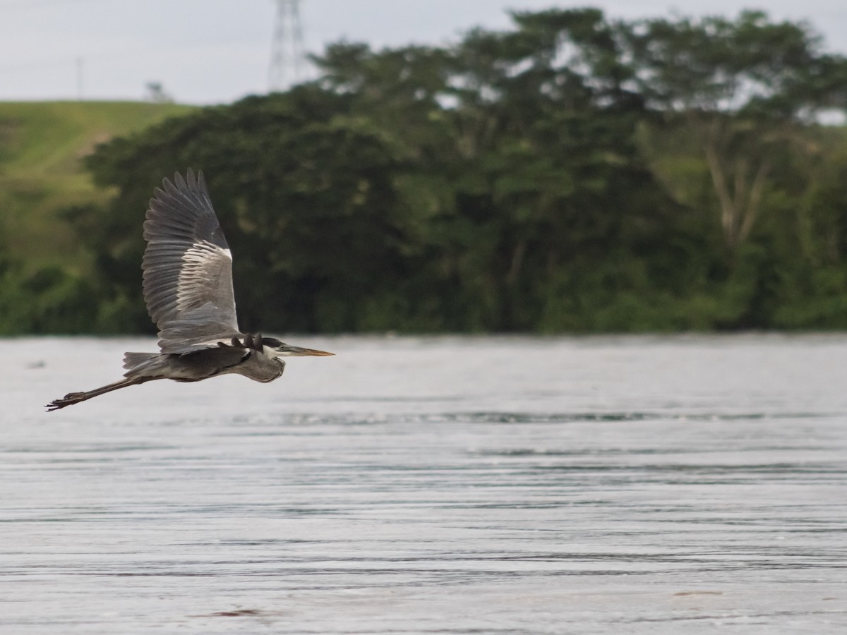 Great Blue Heron - ML643522379