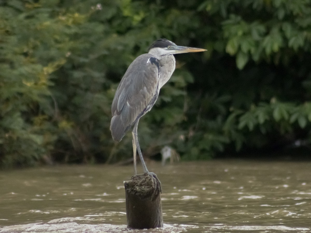 Cocoi Heron - ML643522380