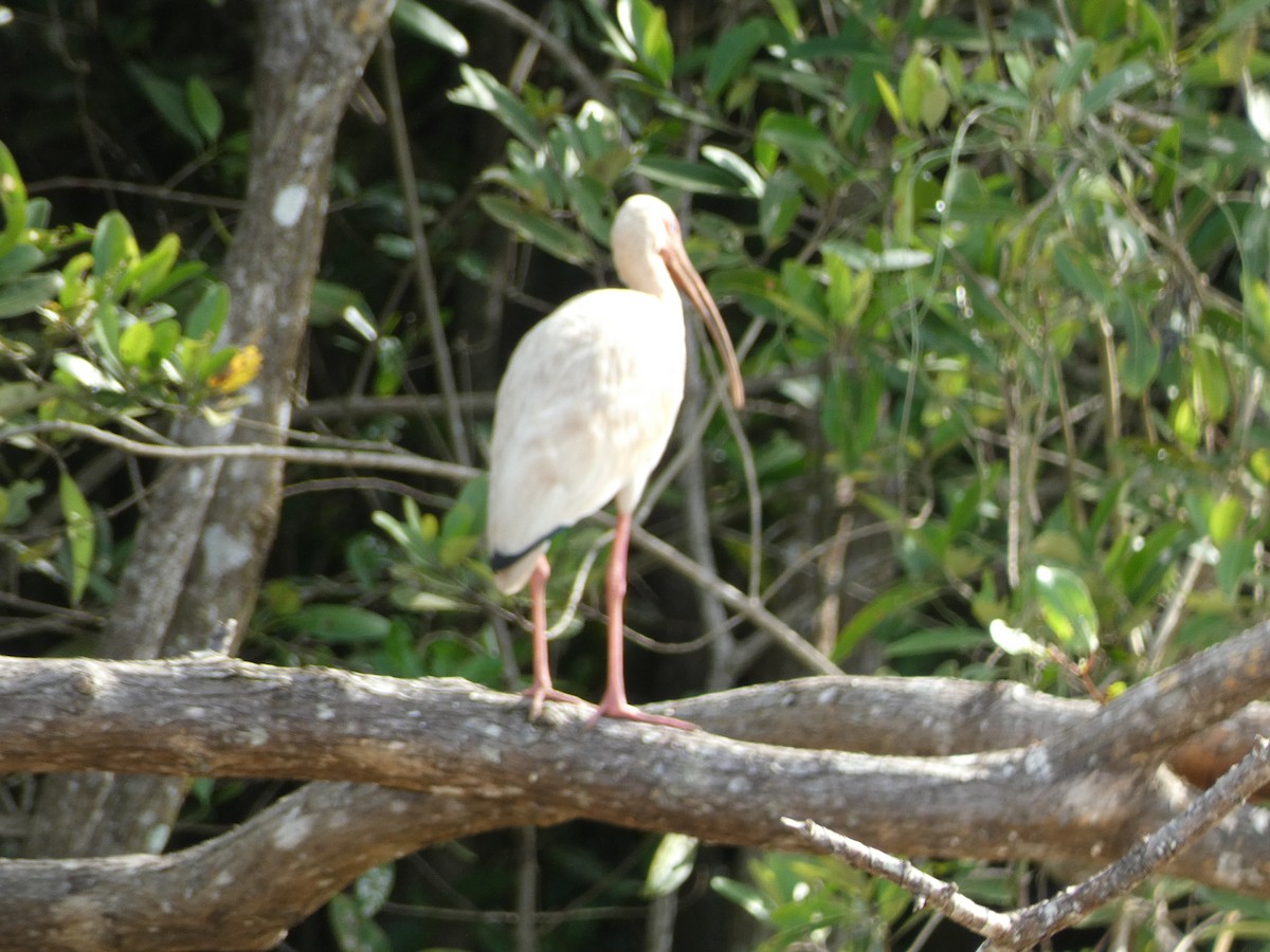 White Ibis - ML643522392