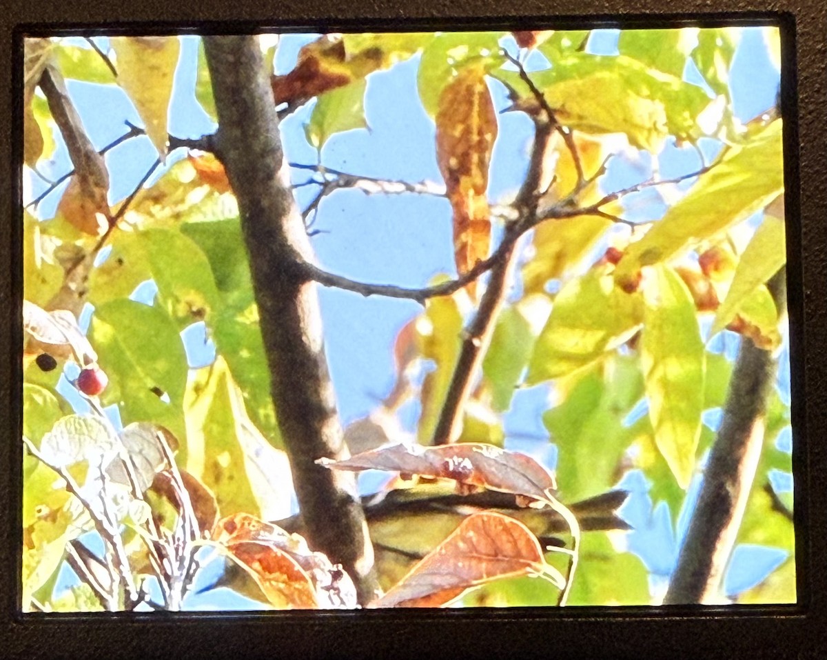 Reyezuelo Rubí - ML643522394