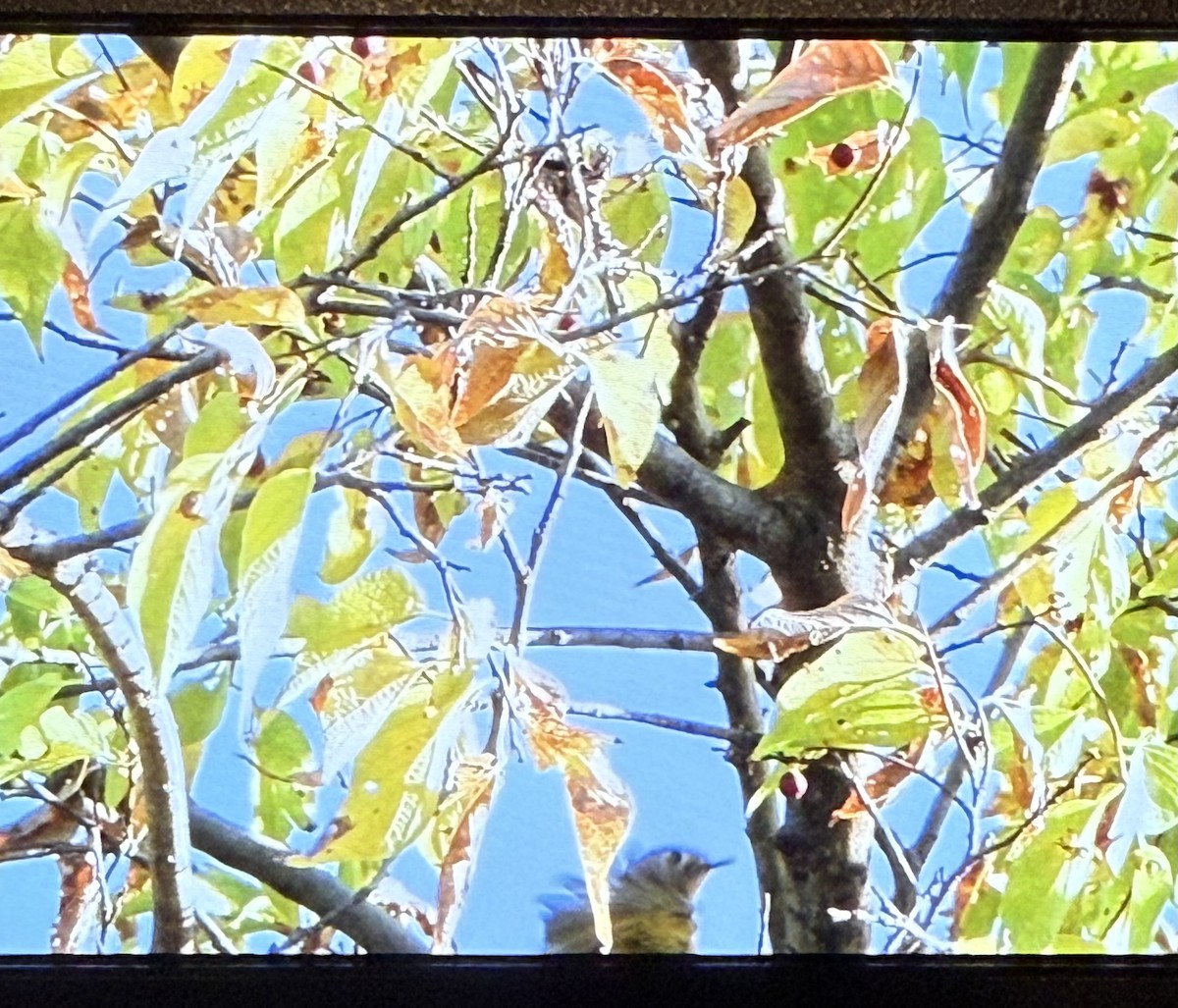 Reyezuelo Rubí - ML643522395