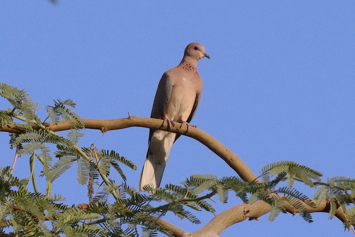 Tortora delle palme - ML643522409