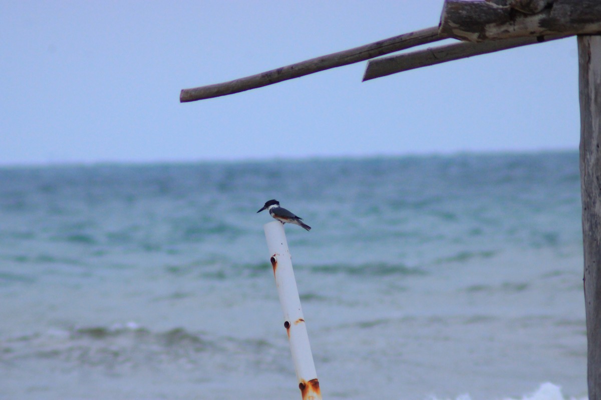 Belted Kingfisher - ML643522413
