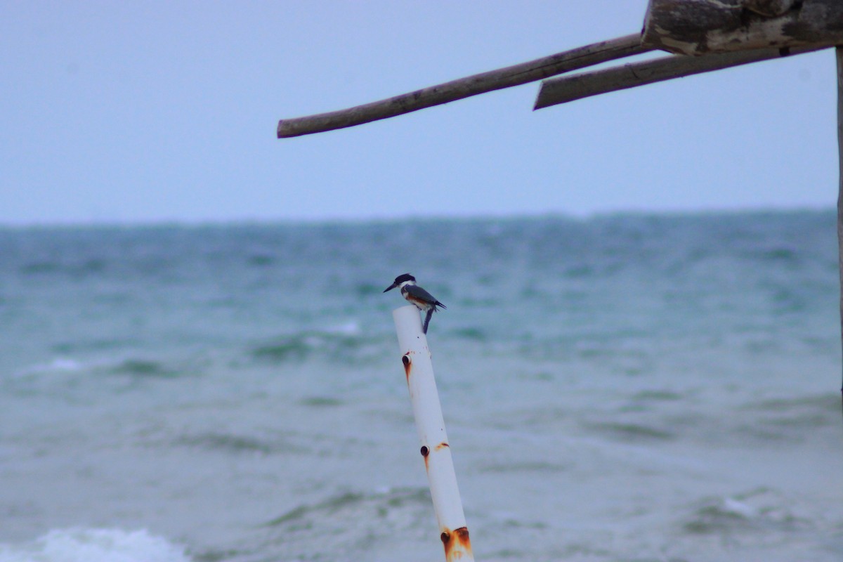 Belted Kingfisher - ML643522414