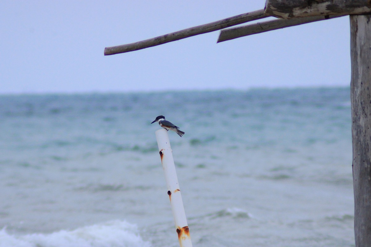 Belted Kingfisher - ML643522415
