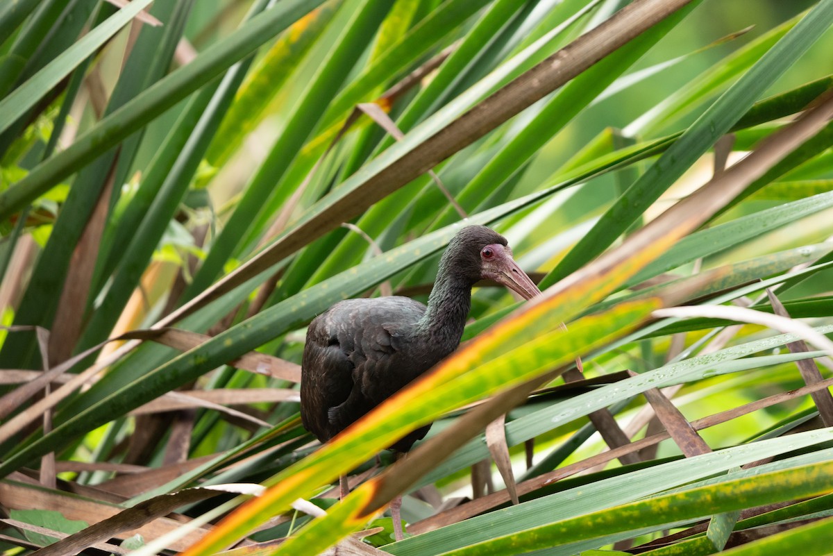 Bare-faced Ibis - ML643522417