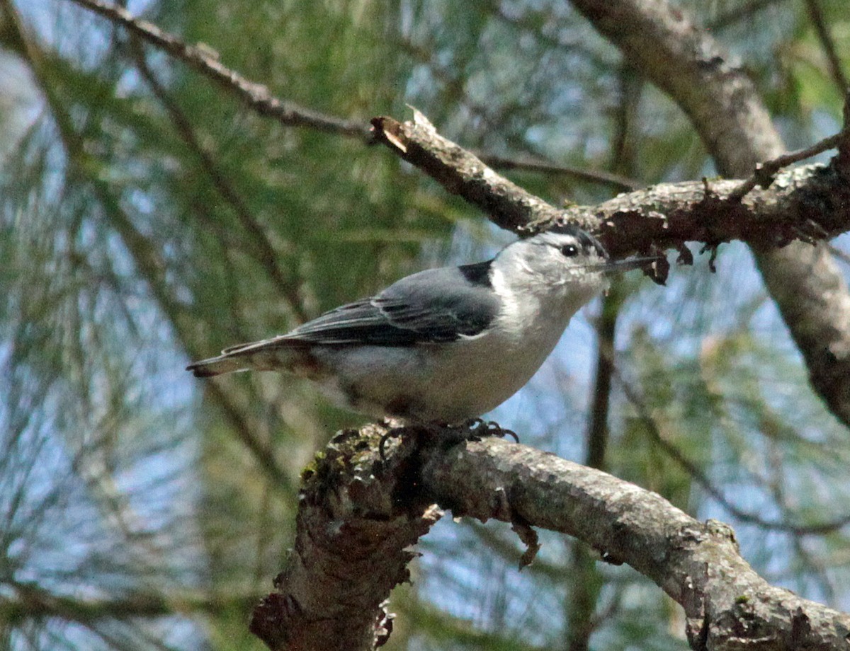 White-breasted Nuthatch - ML643522421