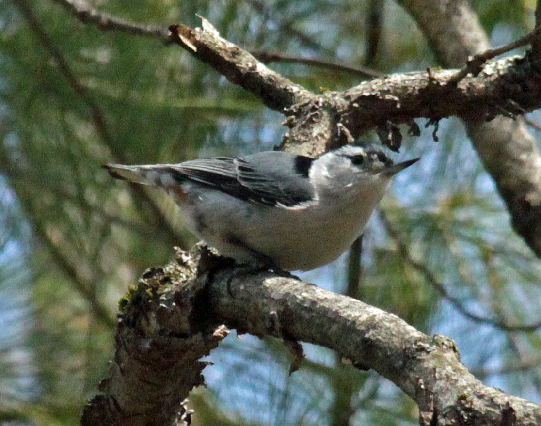White-breasted Nuthatch - ML643522423