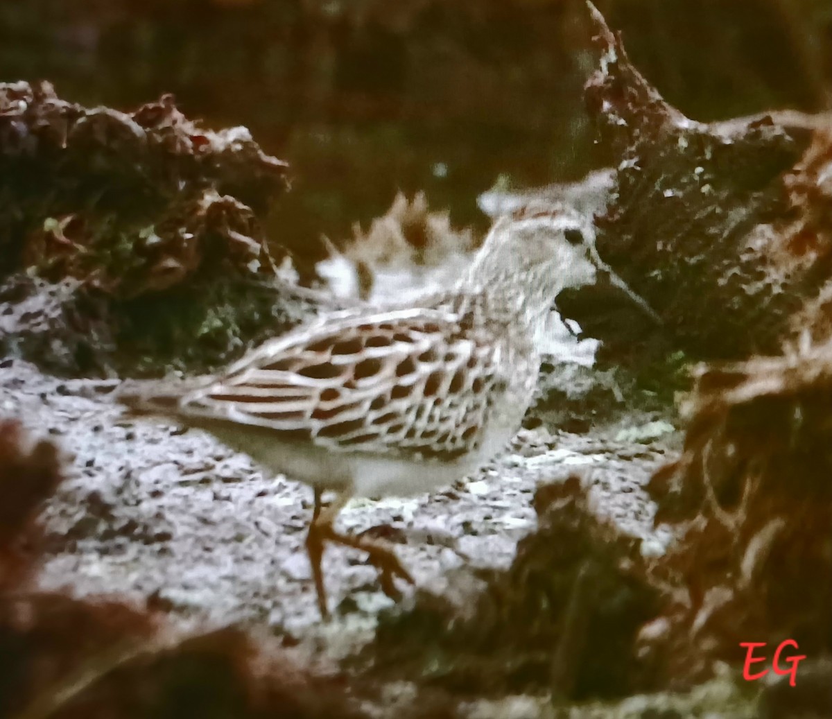 Pectoral Sandpiper - ML643522424
