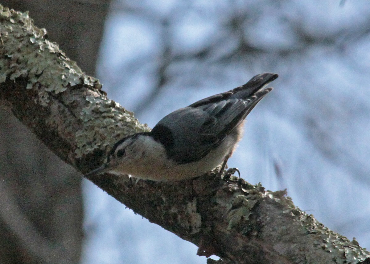 White-breasted Nuthatch - ML643522427