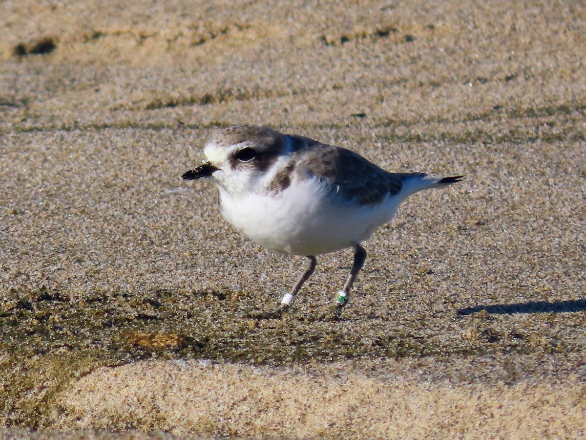 Snowy Plover - ML643522438