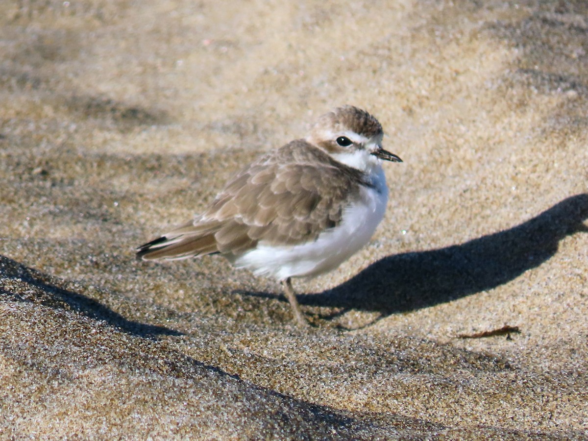 Snowy Plover - ML643522439