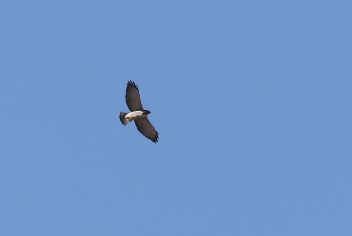 Broad-winged Hawk - ML643522456