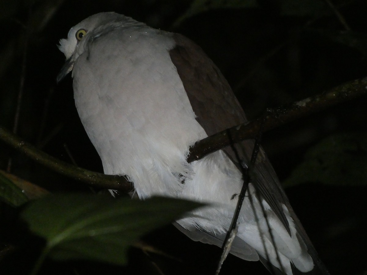 Pallid Dove - ML643522461