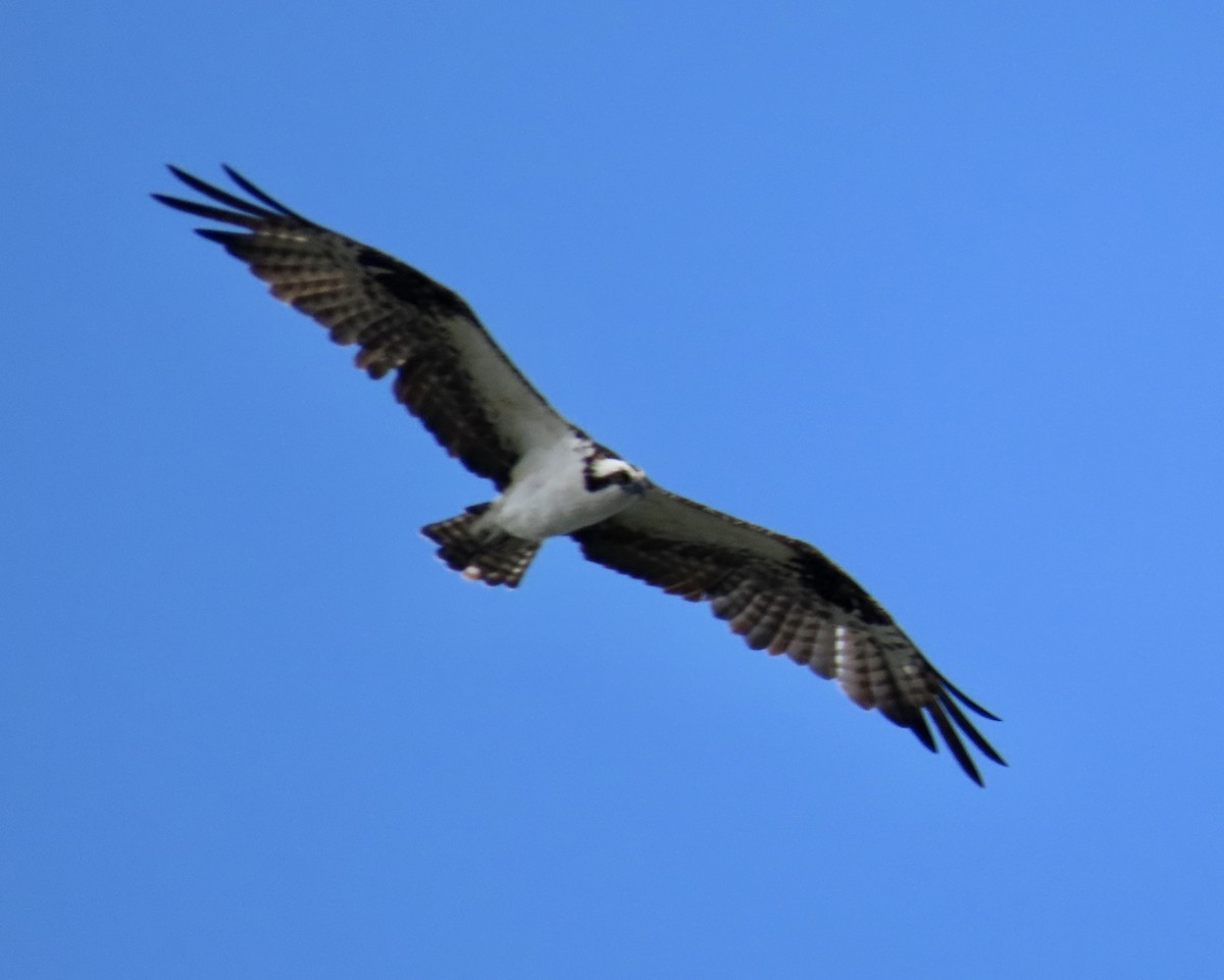 Balbuzard pêcheur - ML643522465