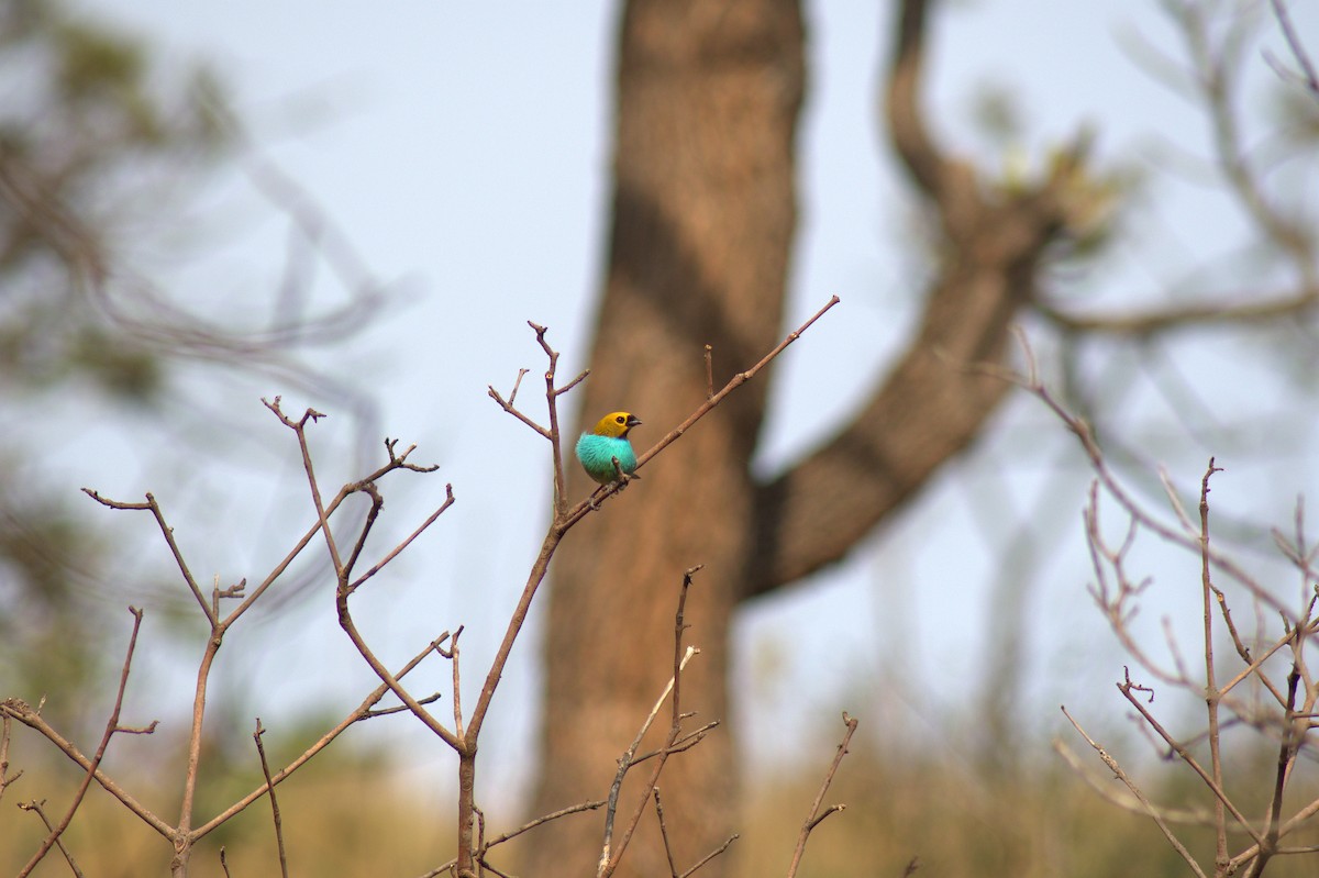 gullsnittanagar - ML643522468