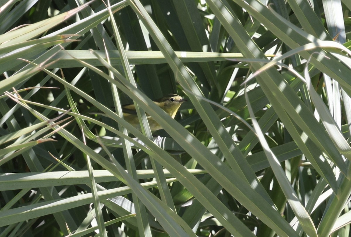 Tennessee Warbler - ML643522474