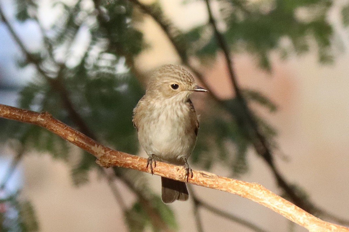 Pigliamosche/Pigliamosche tirrenico - ML643522479