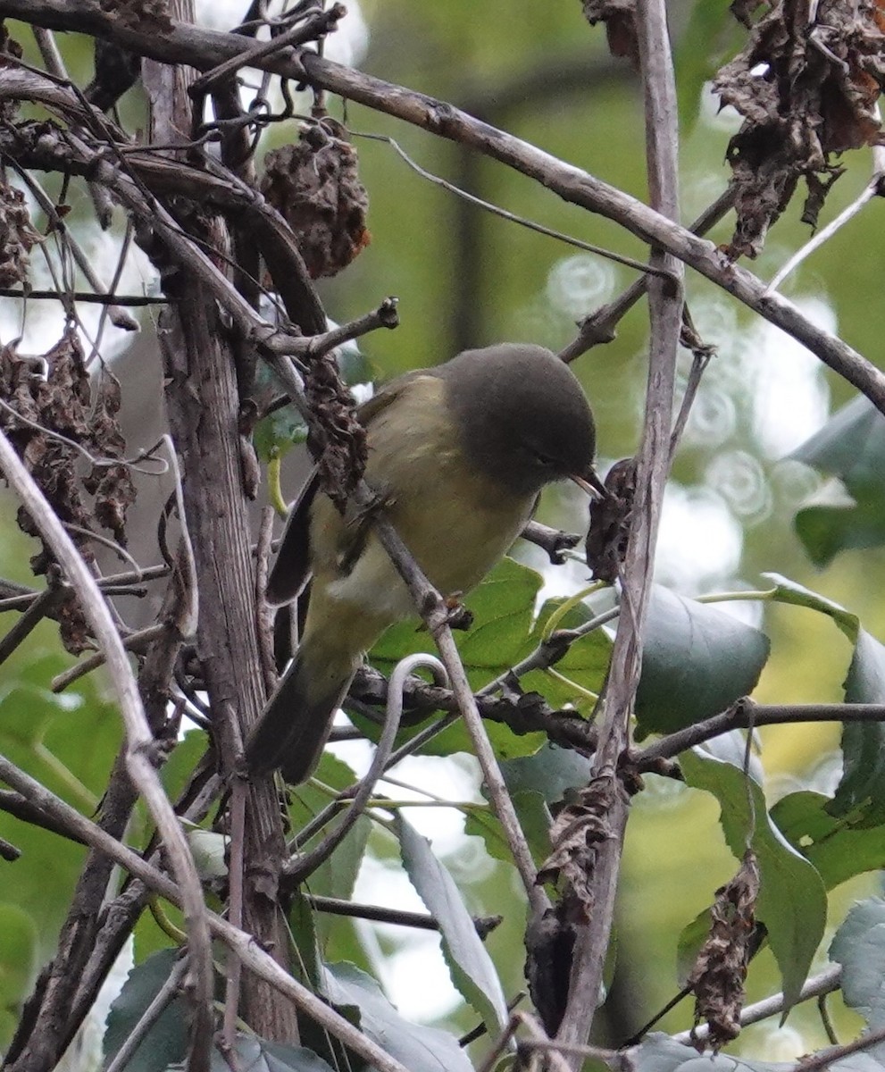 oransjekroneparula - ML643522482