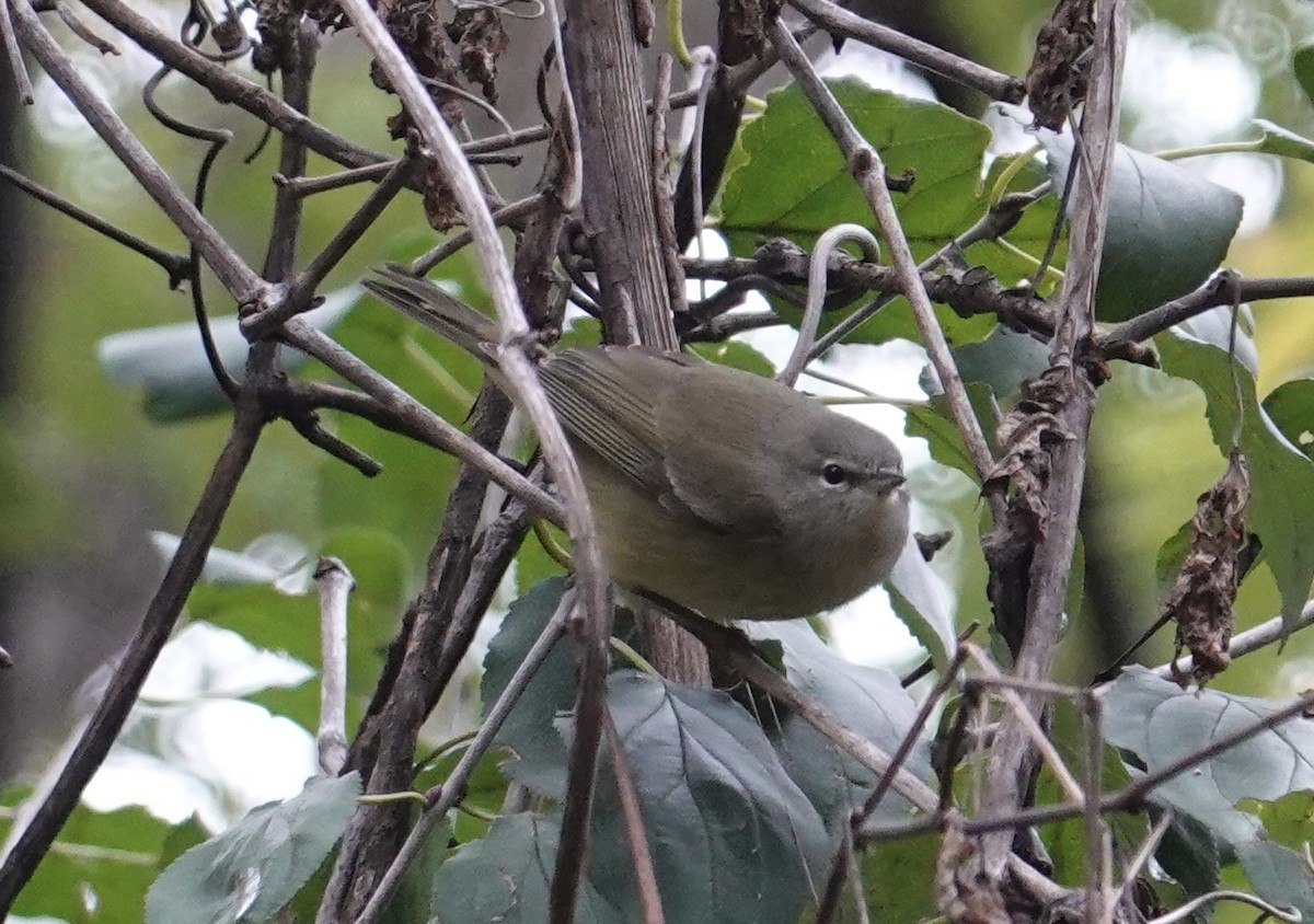 oransjekroneparula - ML643522483