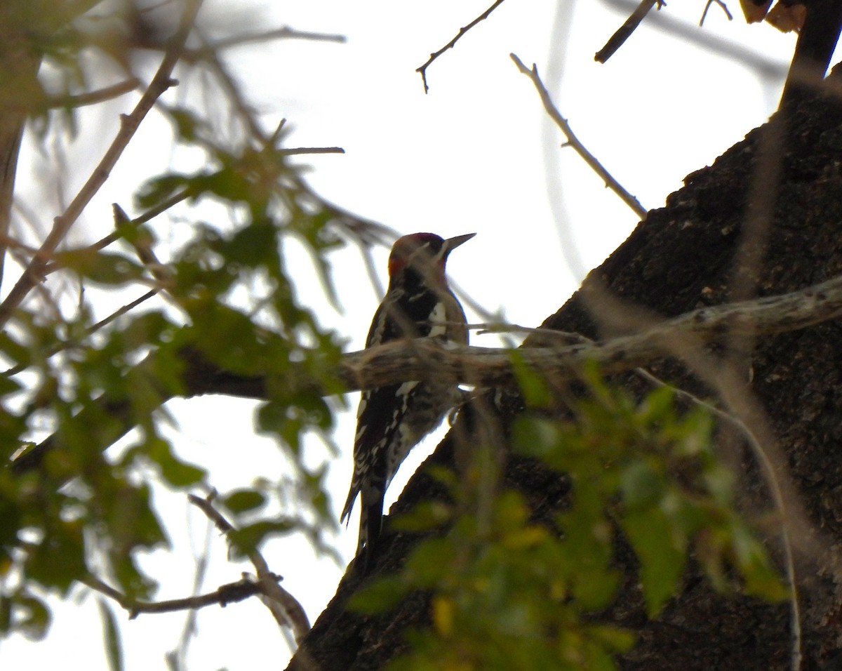 Red-naped Sapsucker - ML643522487