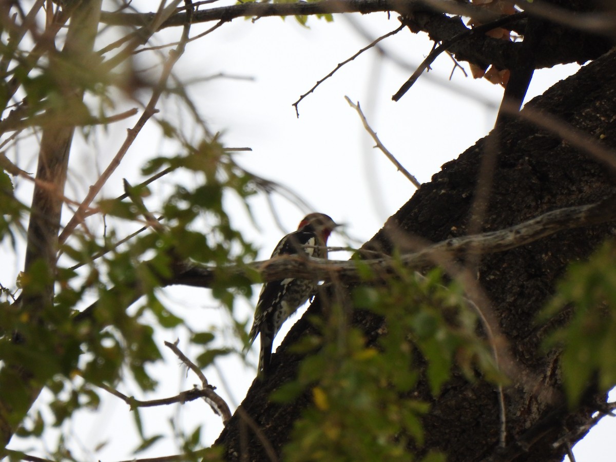 Red-naped Sapsucker - ML643522488