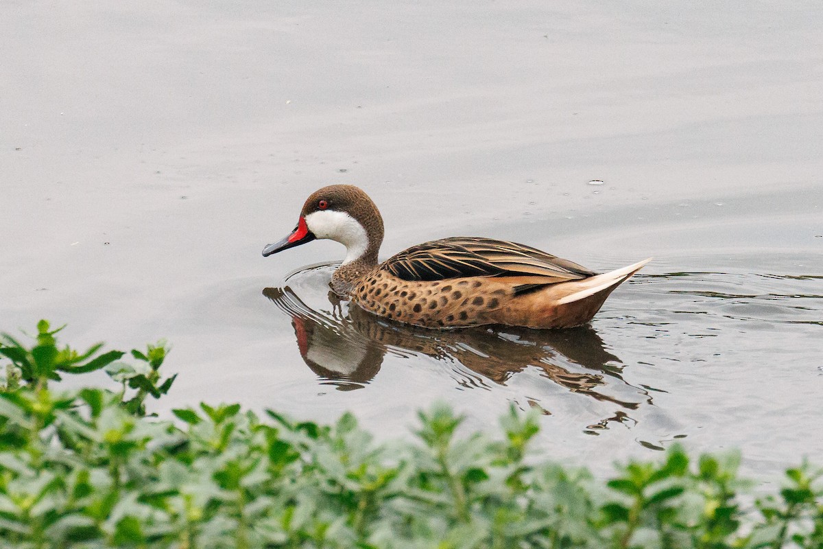 White-cheeked Pintail - ML643522490