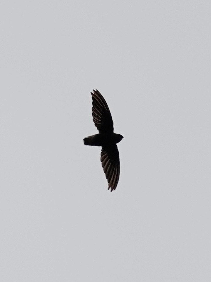 Short-tailed Swift - ML643522495