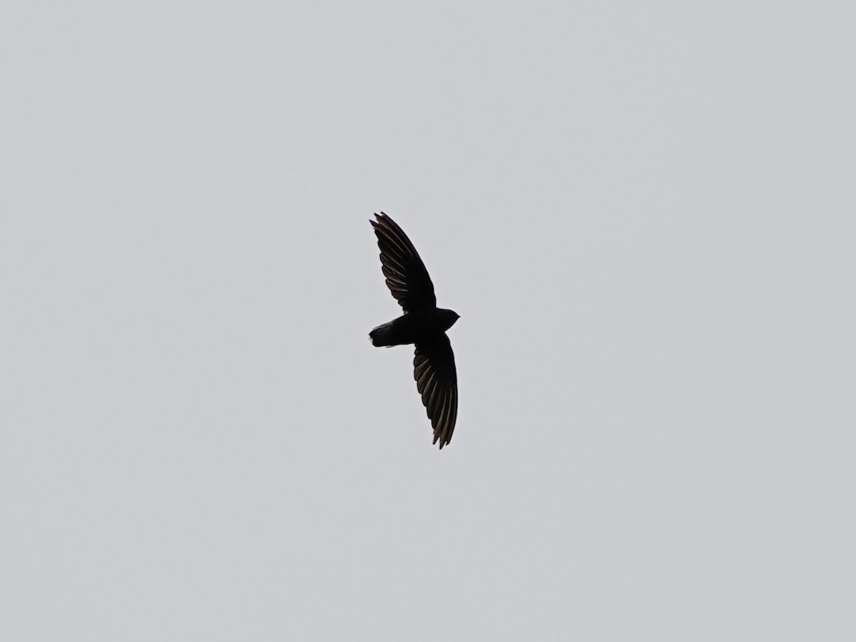 Short-tailed Swift - ML643522496