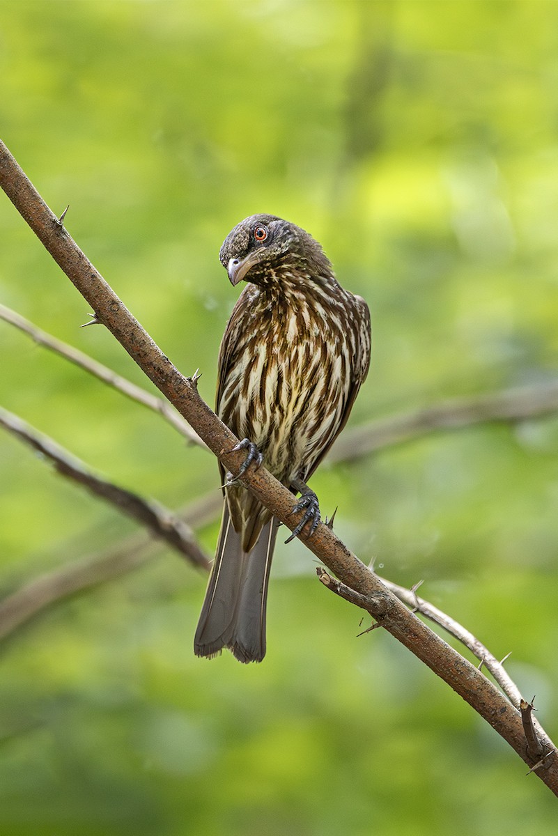 Palmchat - ML643522498