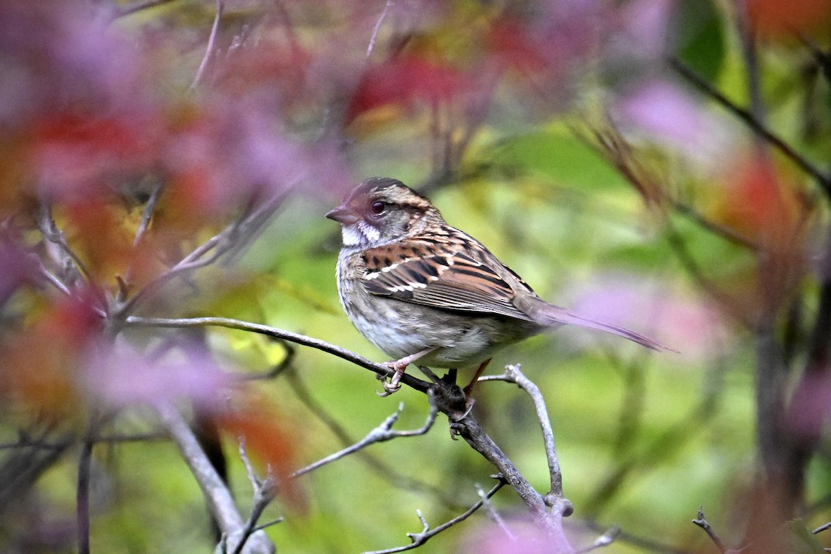 White-throated Sparrow - ML643522499