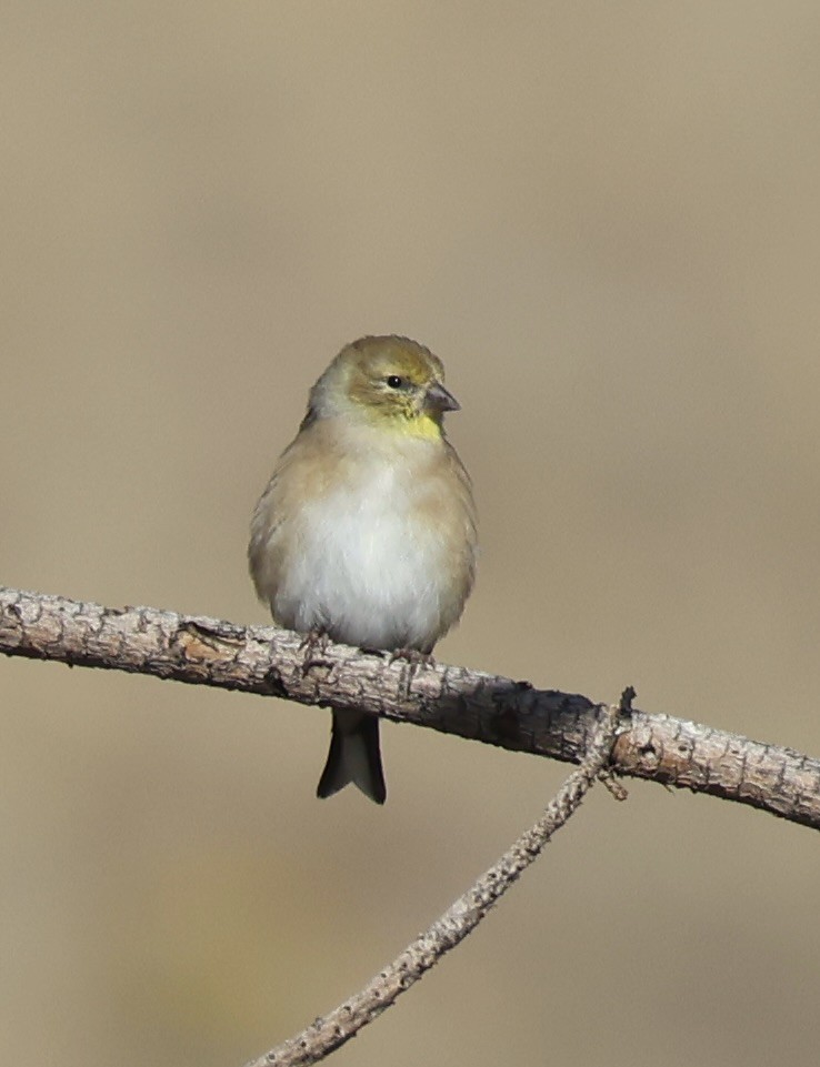 Chardonneret jaune - ML643522505
