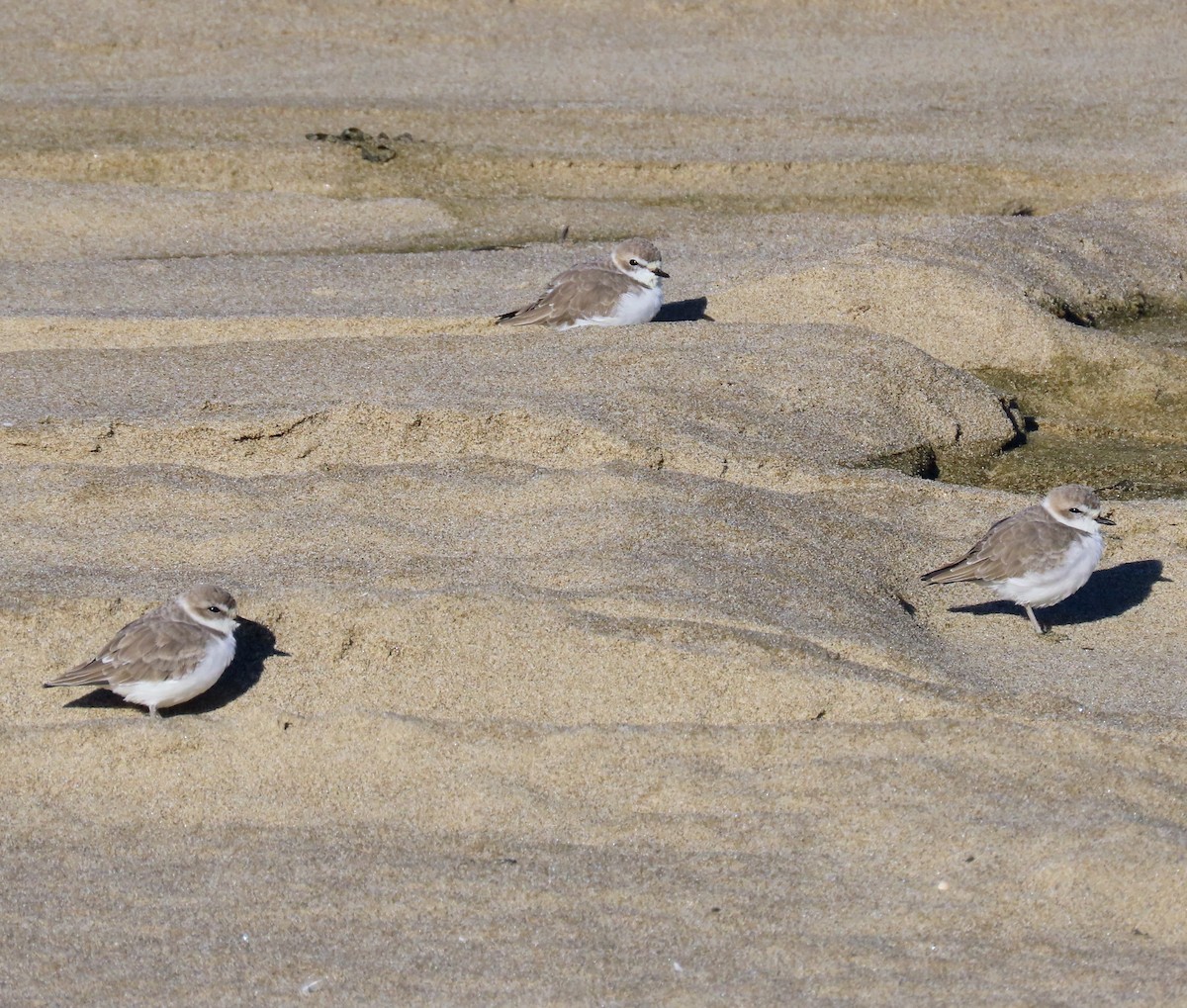 Snowy Plover - ML643522509
