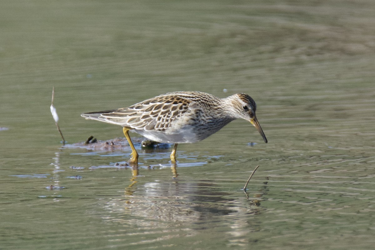 Pectoral Sandpiper - ML643522512