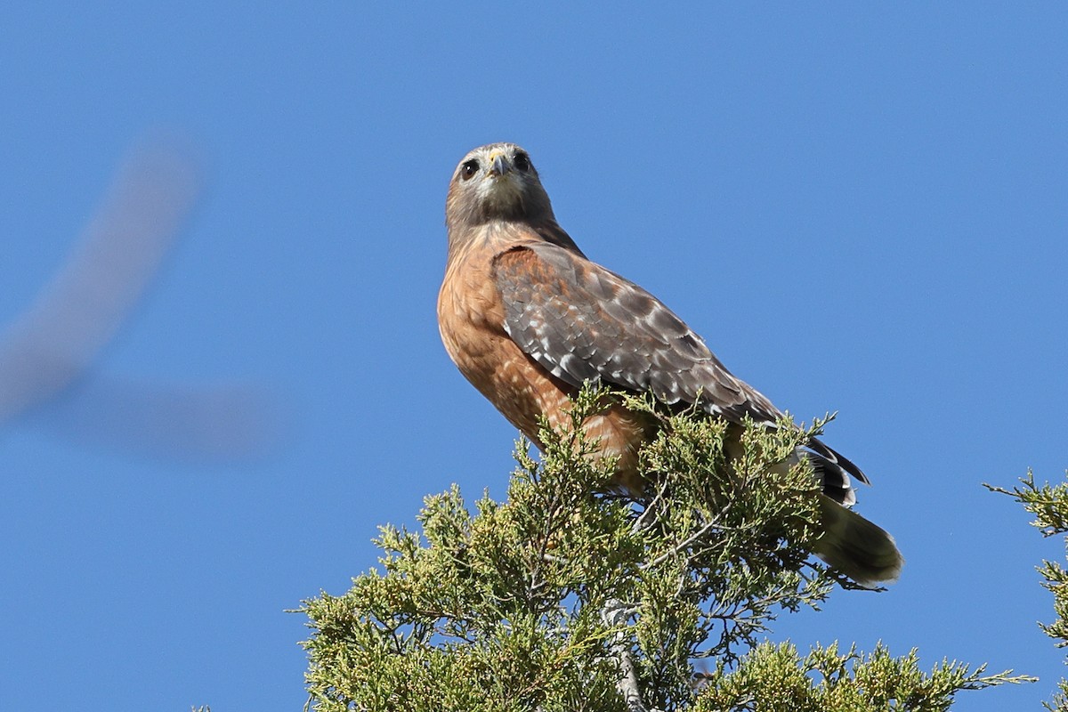 Red-shouldered Hawk - ML643522514